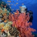coral_soft_bro_l_ni_v_0424_egy1772.jpg